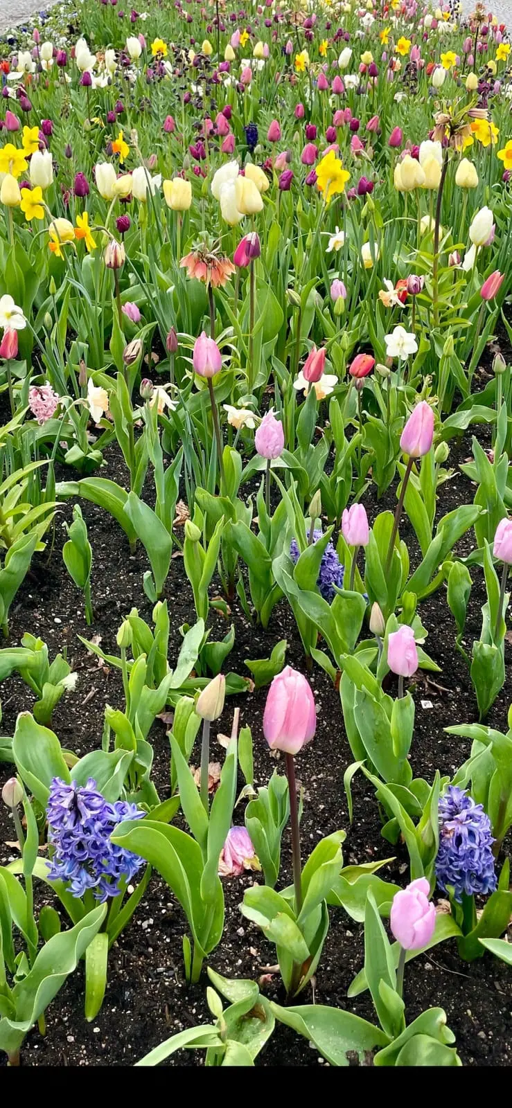 Farverigt blomsterbed med tulipaner og påskeliljer
