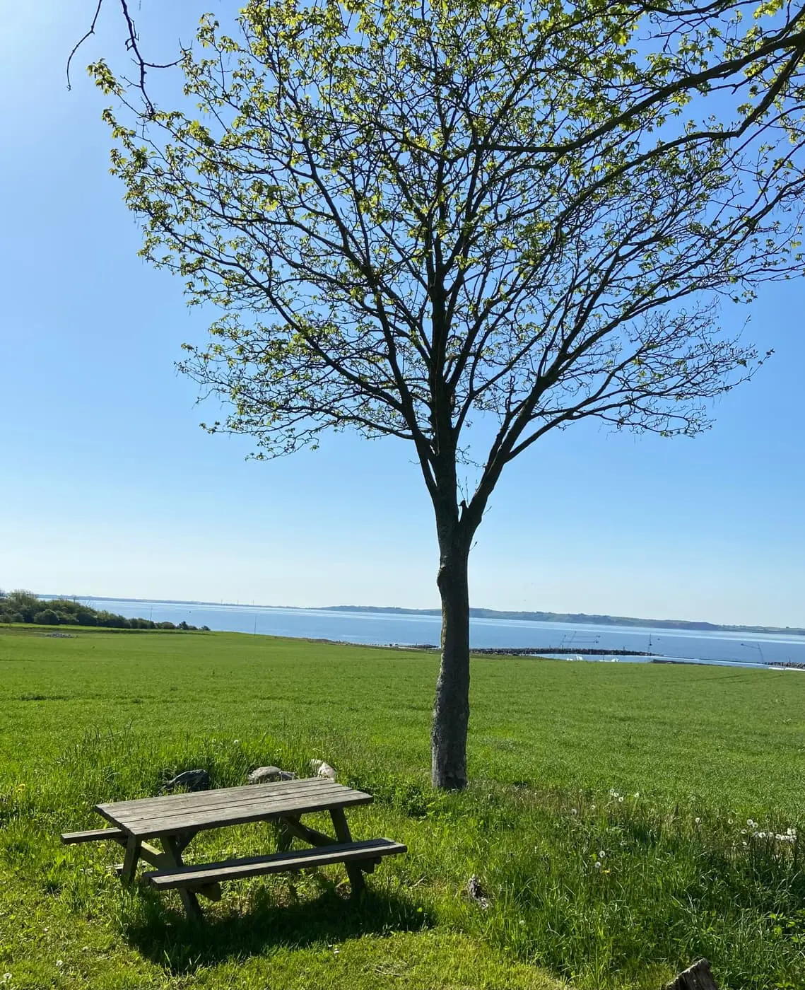 Træ ved kyst med bænk og blå himmel